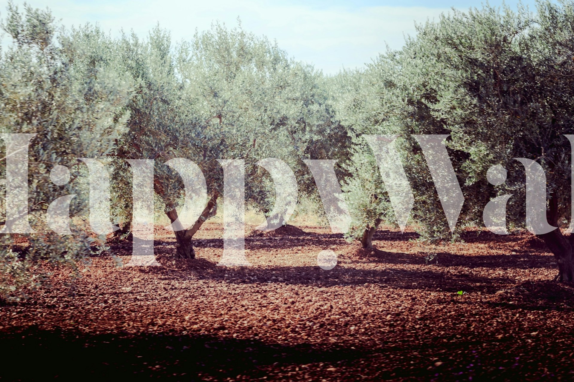 Solskin filtrerer gennem Sunshine Through the Olive Trees tapet