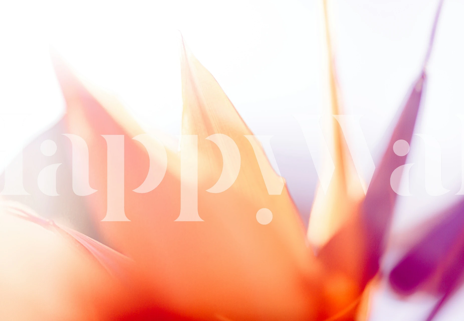 Peach floral design with soft pastel tones wallpaper