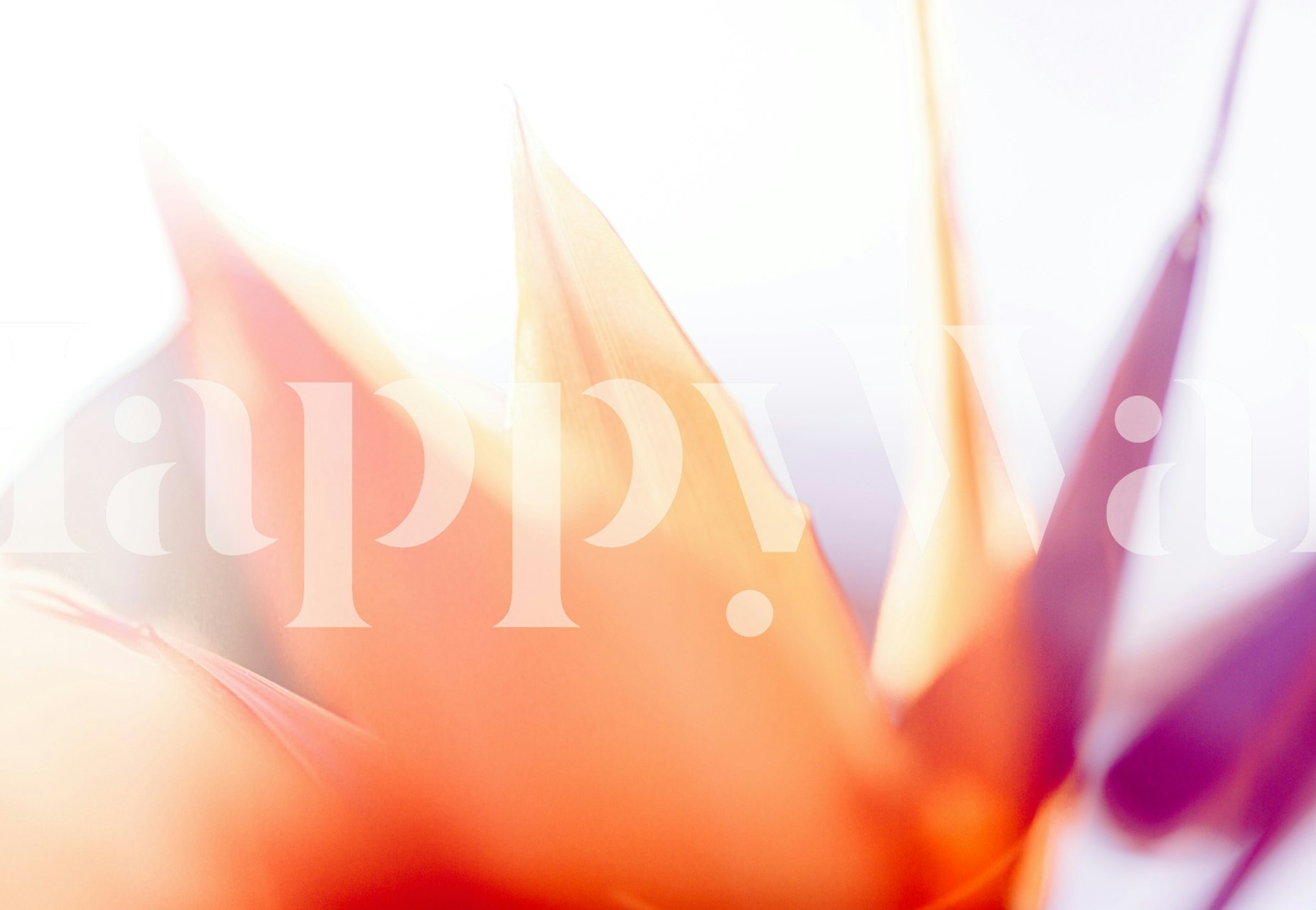 Peach floral design with soft pastel tones wallpaper