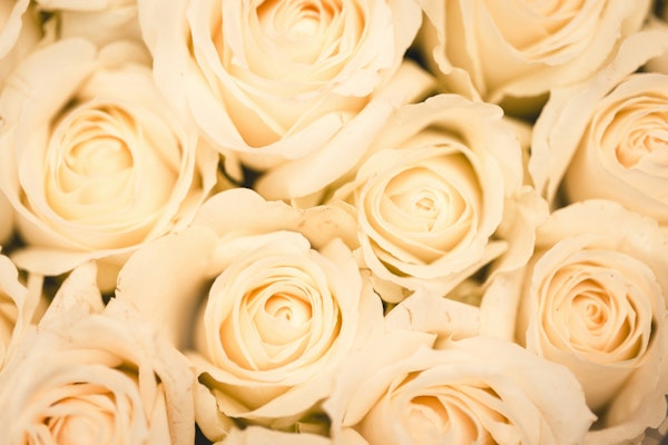 Ivory Rose Garden Bliss