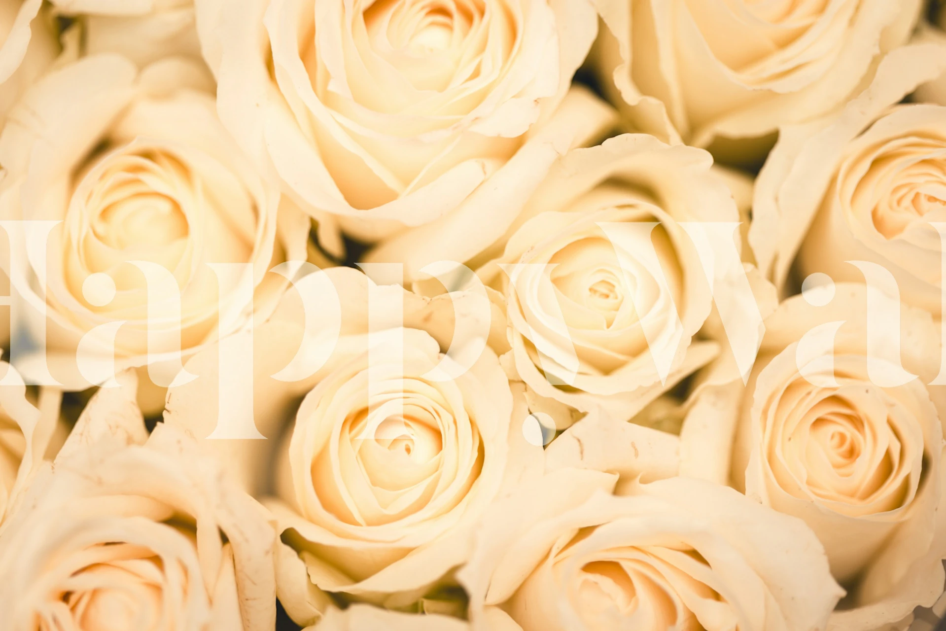 Ivory roses in bloom wallpaper, floral pattern