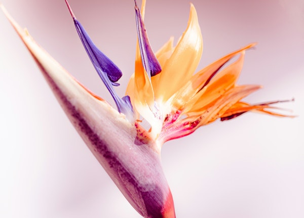 Bird of Paradise Bloom