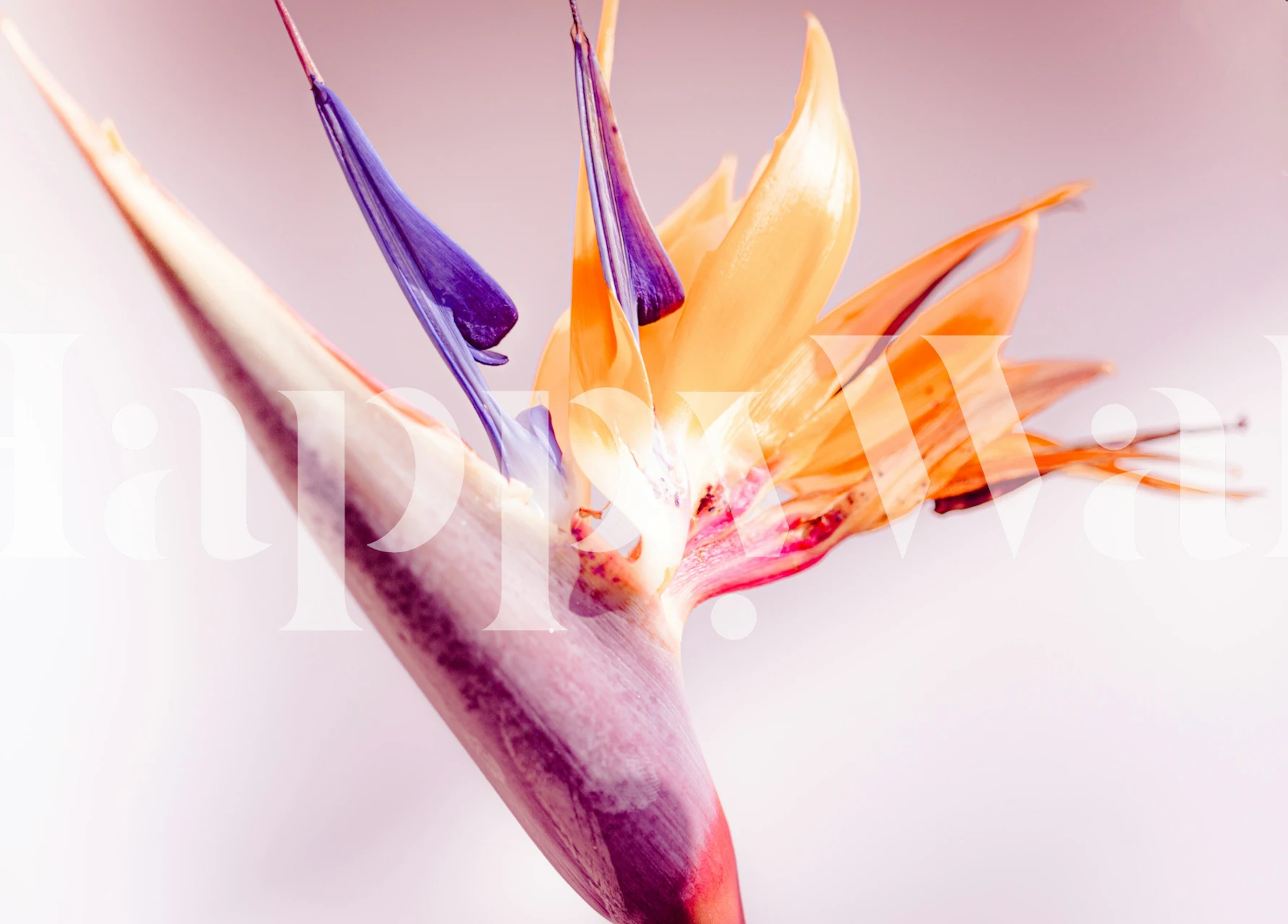 Bird of Paradise Bloom behang in een kamer