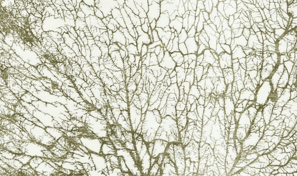 Green Abstract Forest Moss