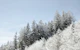 Winter Wonderland Trees 1