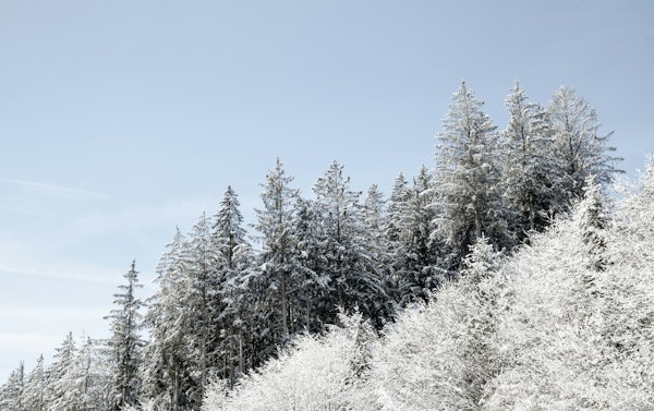 Winter Wonderland Trees 1