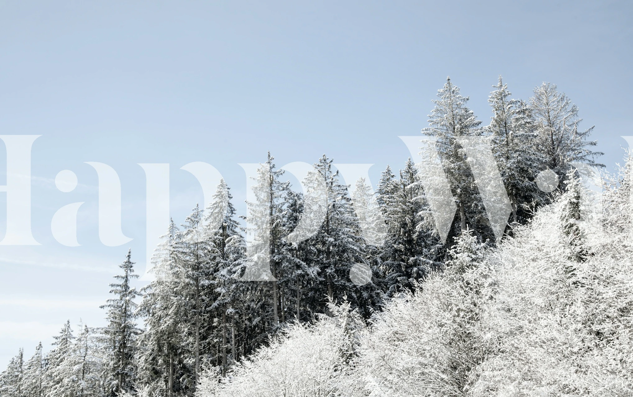 Snowy evergreen trees under a blue sky wallpaper
