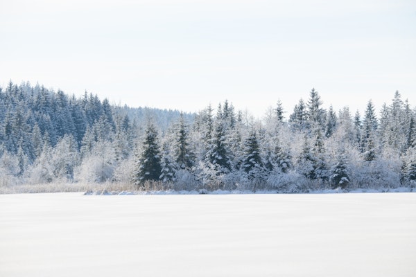 Snowy Pine Trees Dream 1