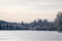 Pastel Snowy Pine Trees Dream 1 wallpaper