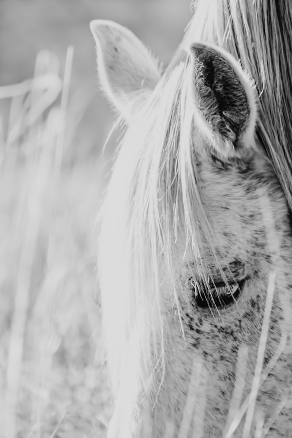 Horse Portrait in Black and White