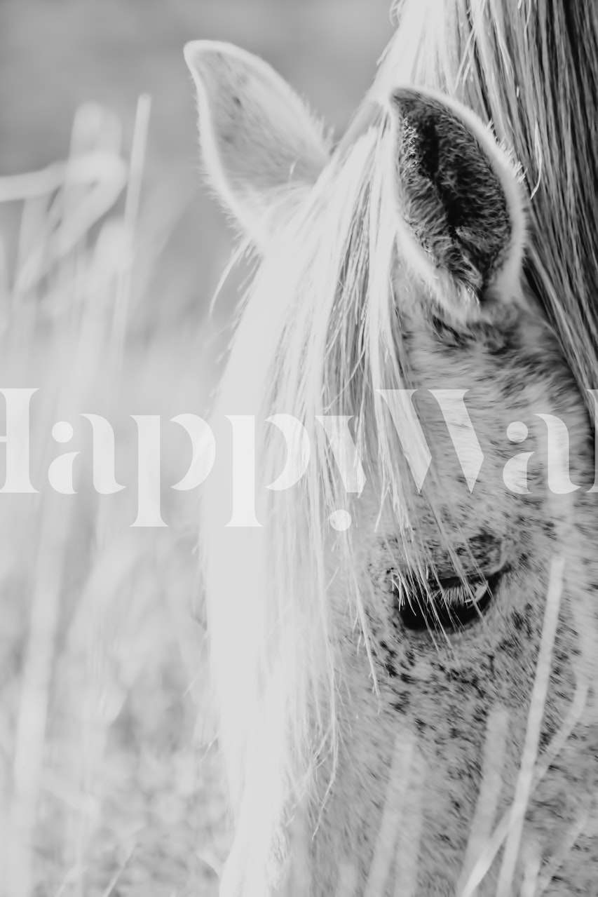 Black and white horse close-up portrait wallpaper