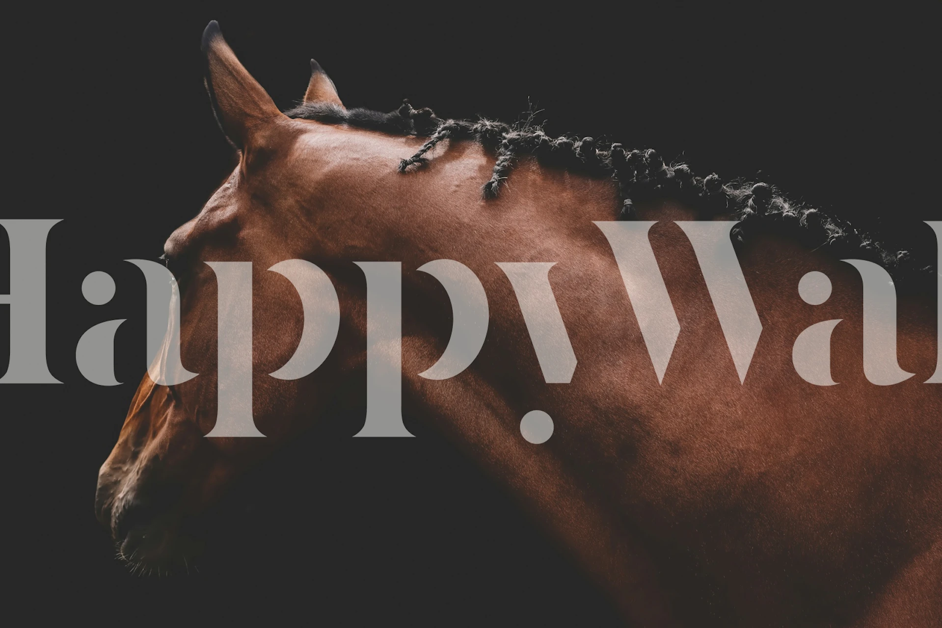 Horse Portrait wallpaper in een kamer