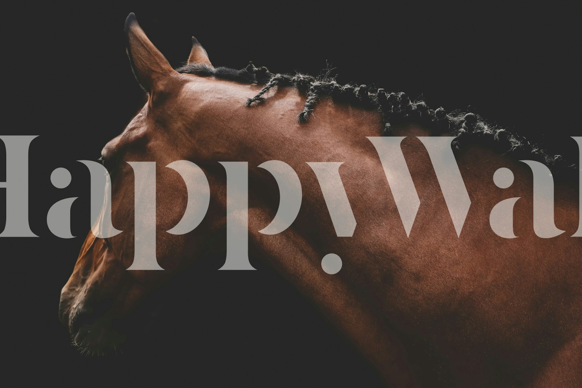 Brown horse profile against a black background wallpaper