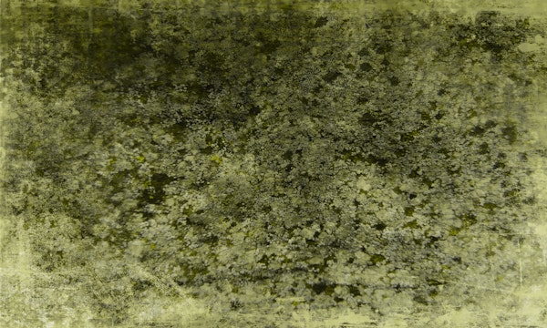 Woodland Moss Serenity