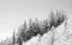 Winter Wonderland Trees 2