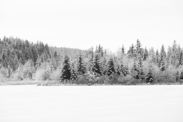 Snowy Pine Trees Dream 2