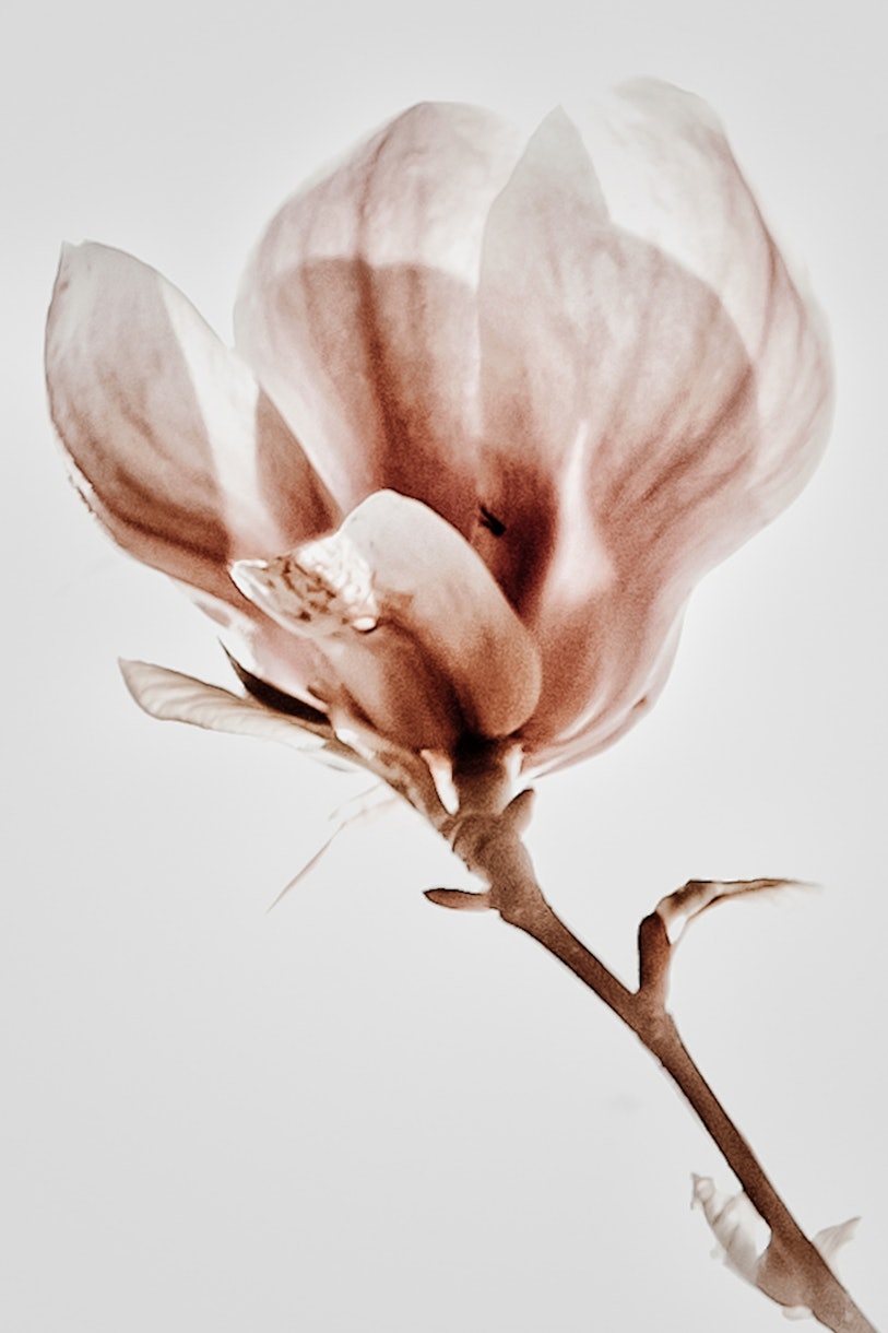Magnolia floreciente papel pintado