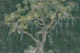 Mystical Emerald Forest Tree