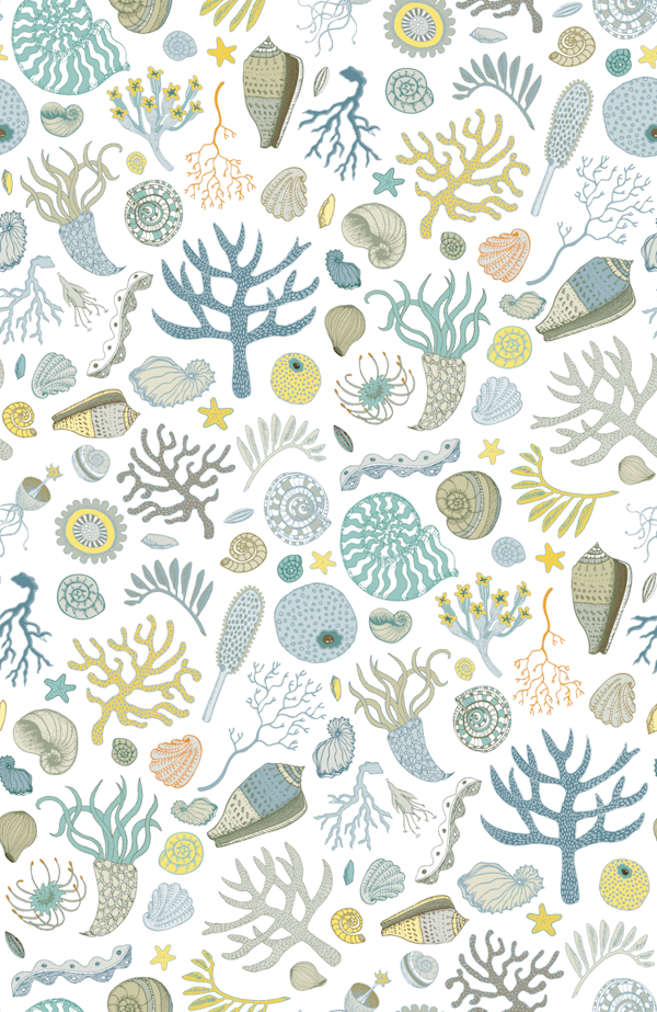 Natural forms - coastal shells