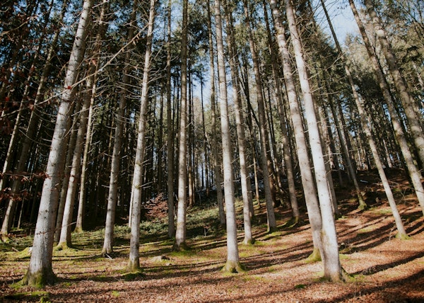 Sunlit Forest Tranquility 1