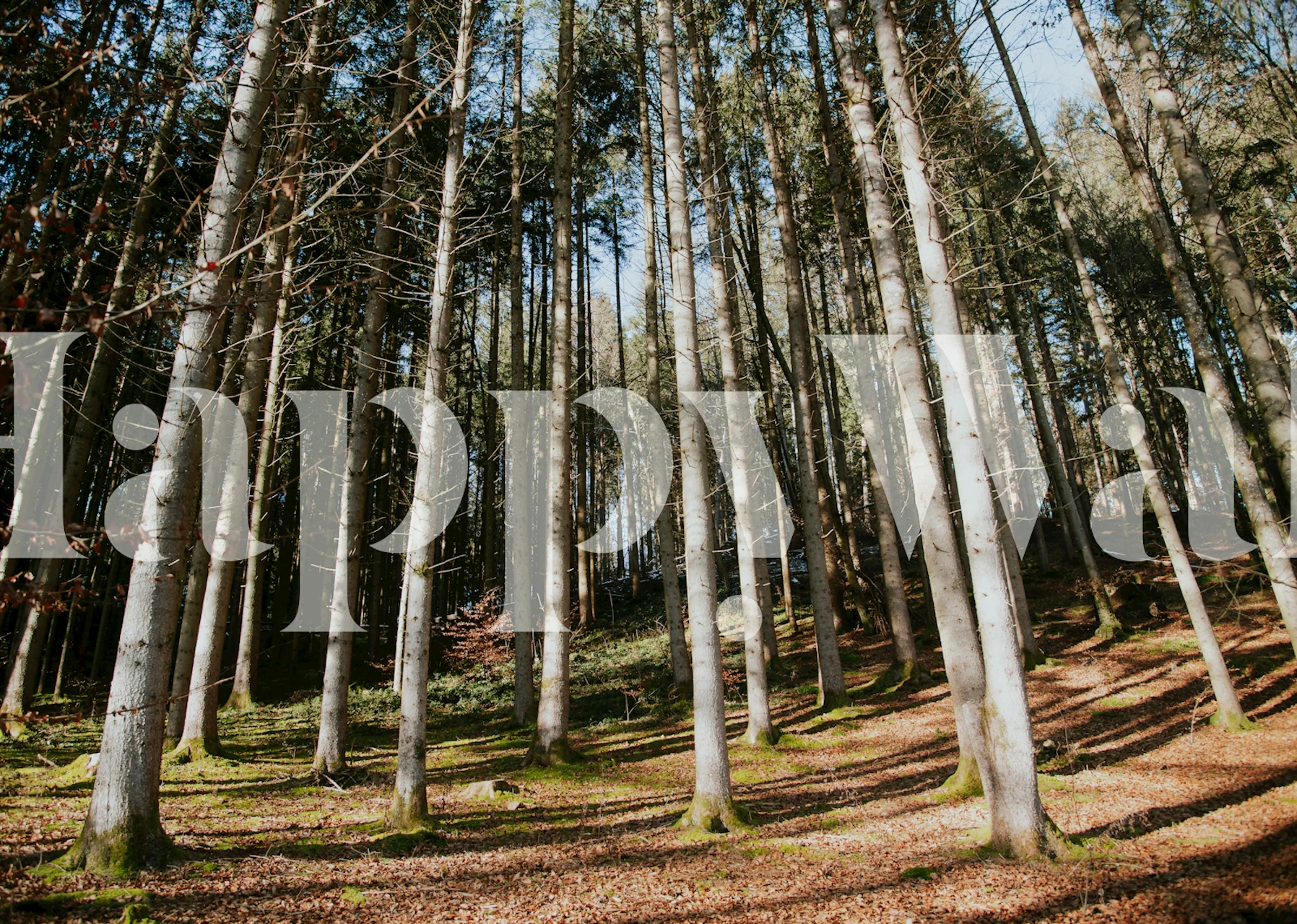 Sunlit Forest wallpaper i ett rum