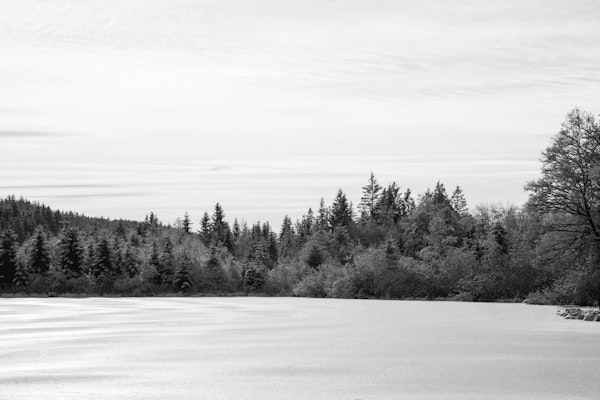 Black & White Snowy Pine Trees Dream 1