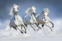 Horses winter wallpaper
