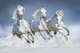 Horses winter