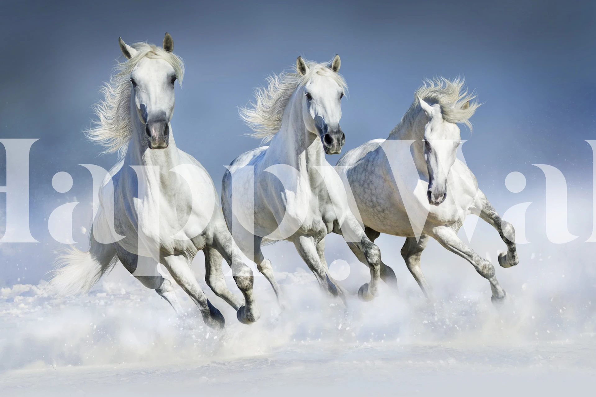 Three galloping white horses in snowy landscape wallpaper
