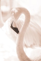 Curadise Flamingo 4 wallpaper