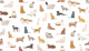 Adorable Cat Companions