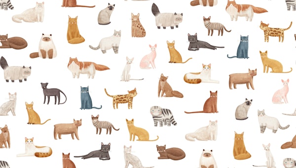 Adorable Cat Companions