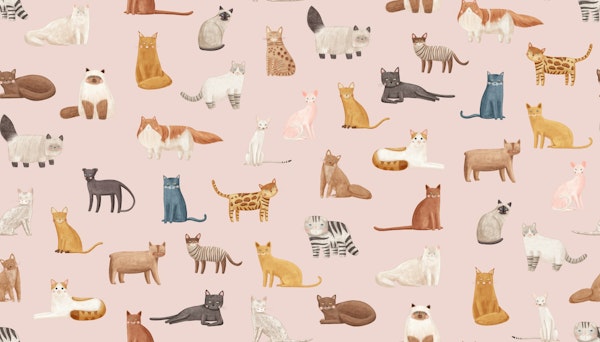 Cat Breeds on Pink
