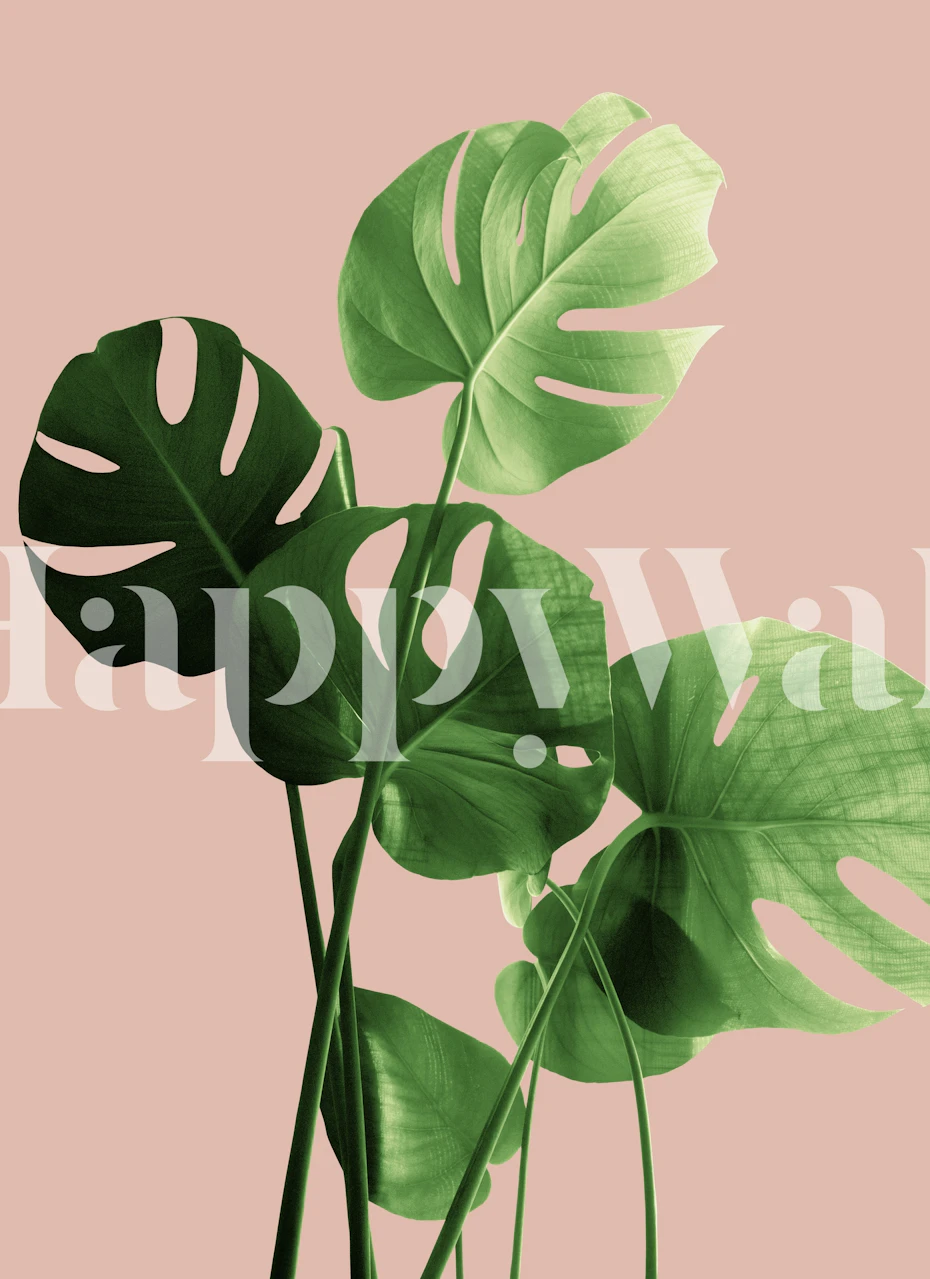 Tropical monstera leaves in green on a pale terracotta background wallpaper