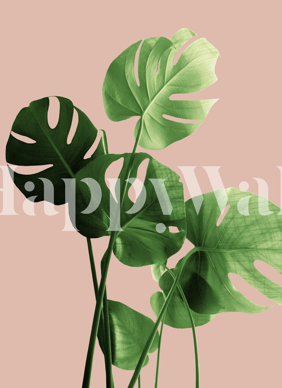 Tropical monstera leaves in green on a pale terracotta background wallpaper