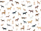 Dog Breeds big scale
