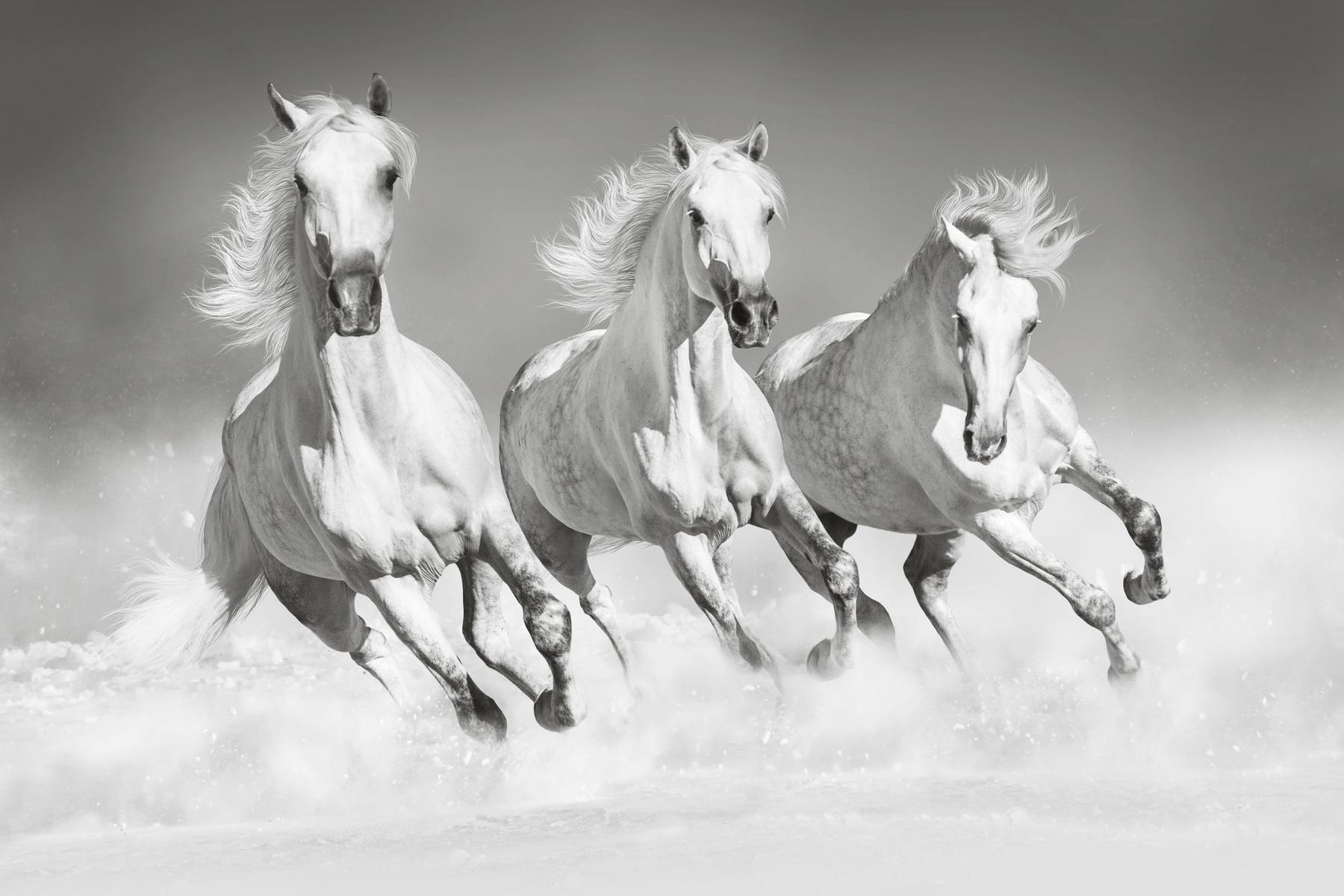 Horses black and white wallpaper - Happywall