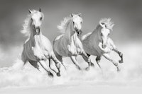 Horses black and white wallpaper