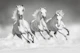 Horses black and white