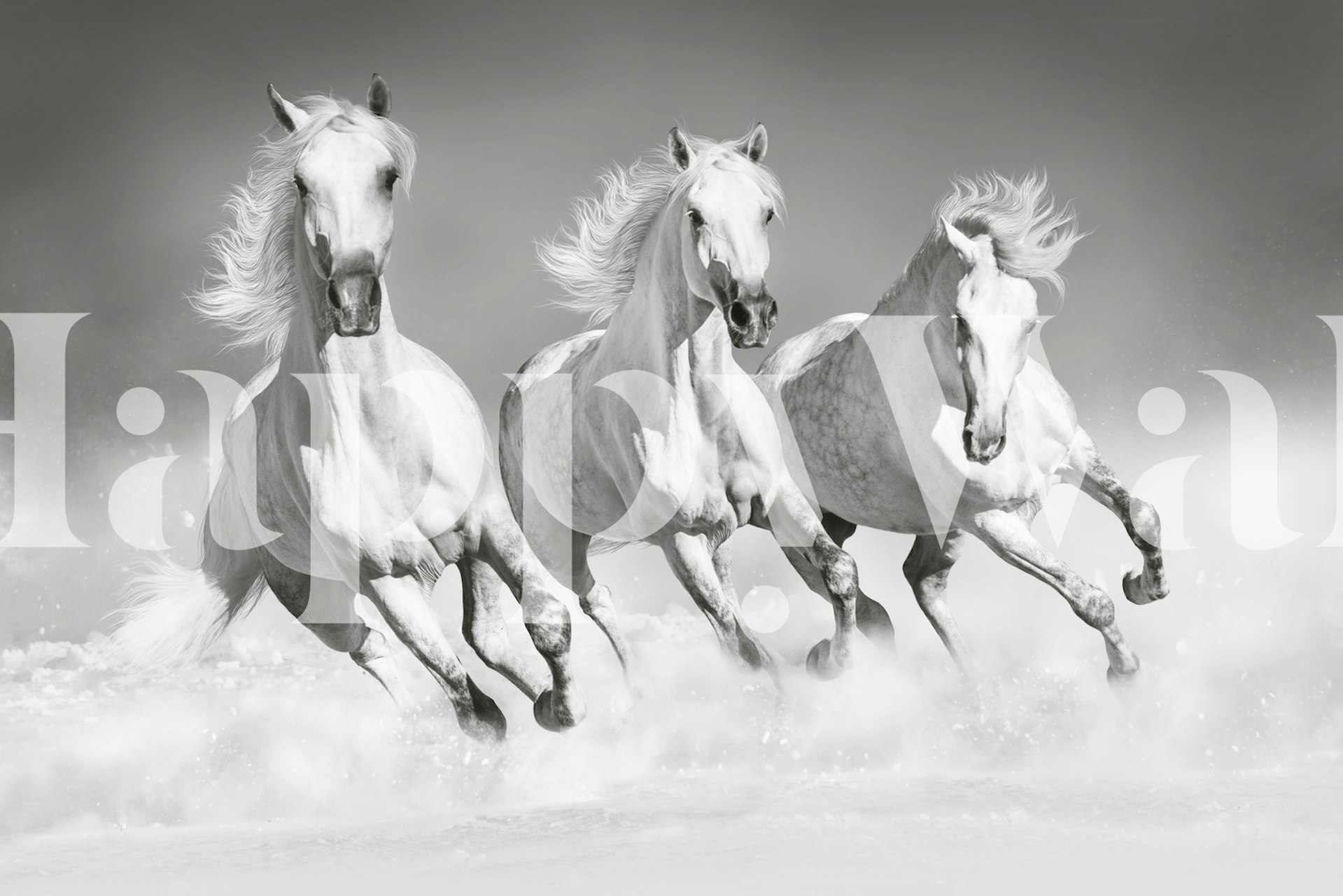 Horses running in black and white wallpaper