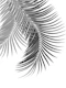 Palm Leaves Soft Dark Gray 1