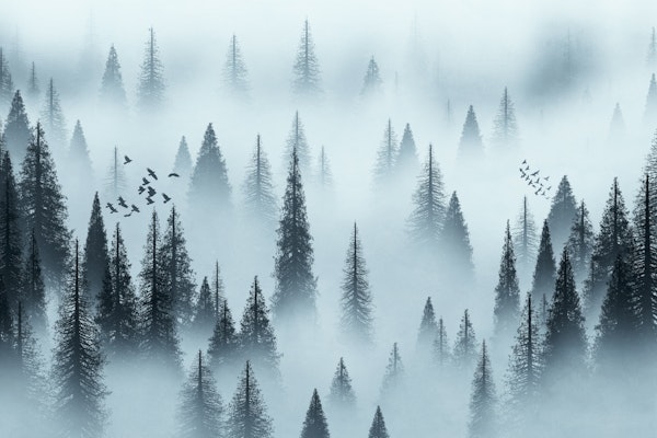 Tranquil Forest Dawn