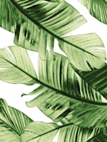 Tropical Green Banana Leaves 1 ταπετσαρία