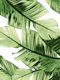 Tropical Green Banana Leaves 1