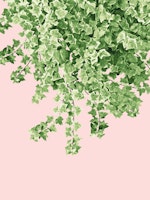 Ivy Delight 5 wallpaper
