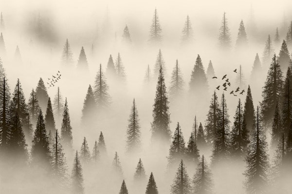 Tranquil Forest Dawn Sepia