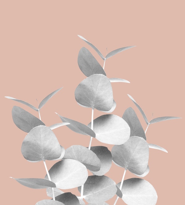 Eucalyptus Leaves Gray White 1