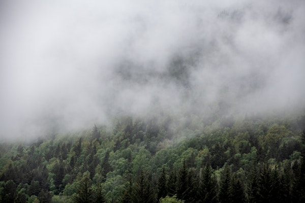 Mystical Forest Fog