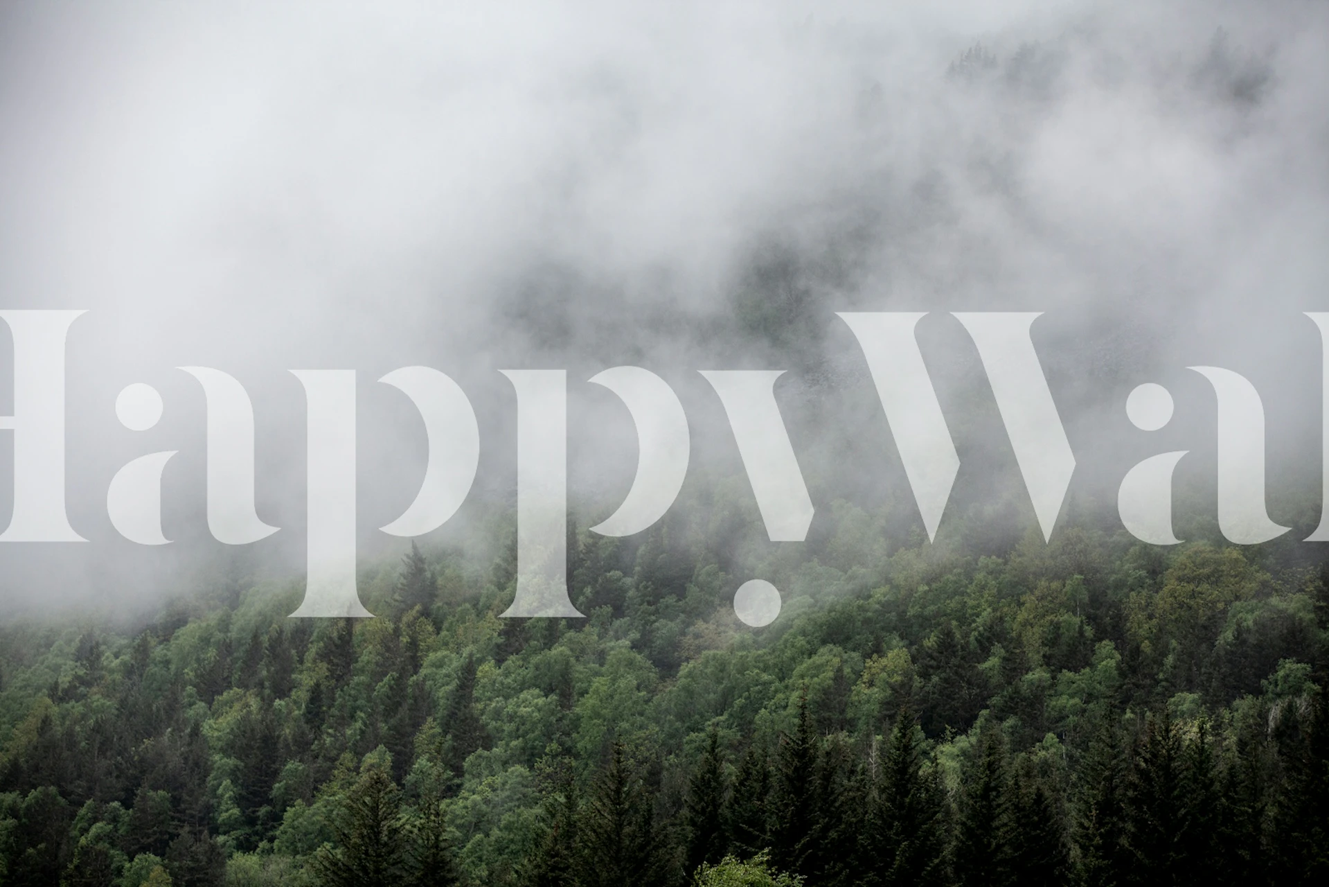 Dense green trees and mist in foggy forest wallpaper