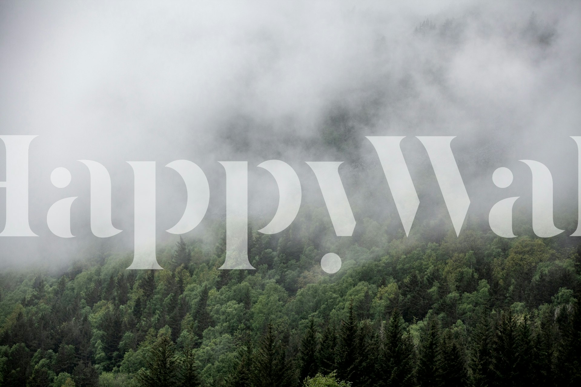 Mystical Forest Fog tapet i ett rum